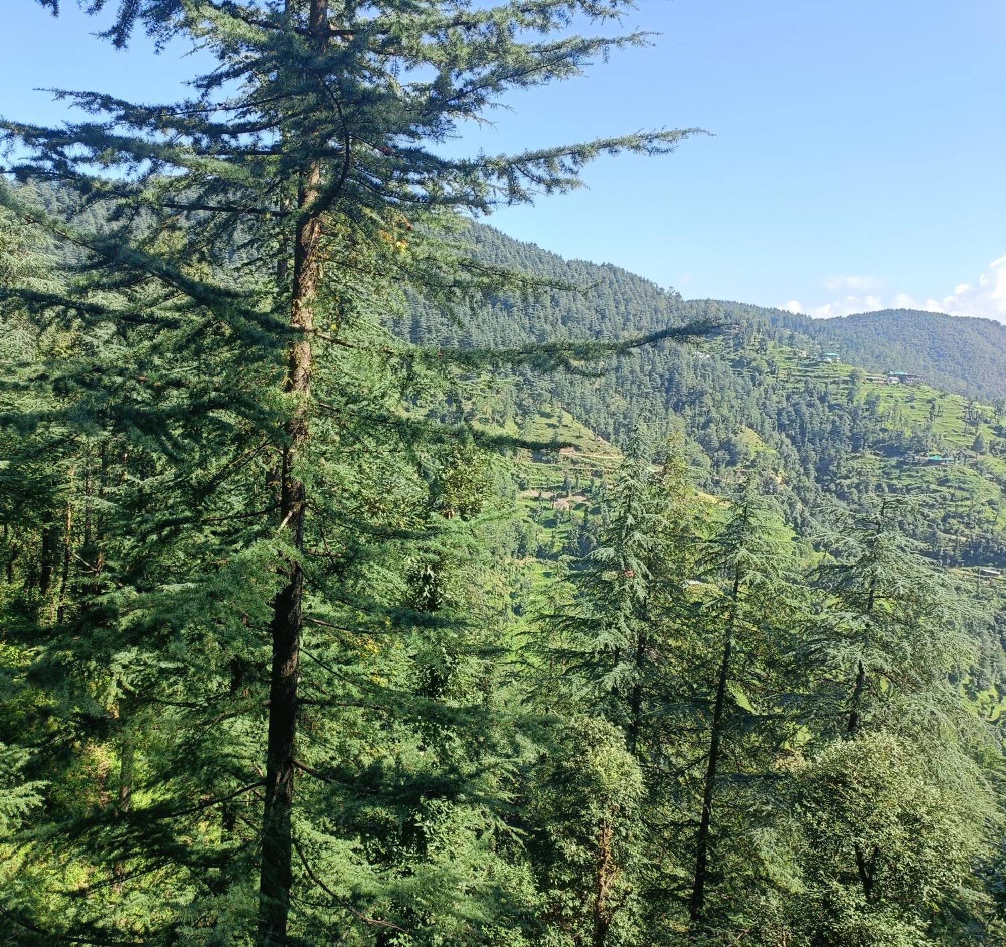 Peace Holiday Homestay Chail Buitenkant foto